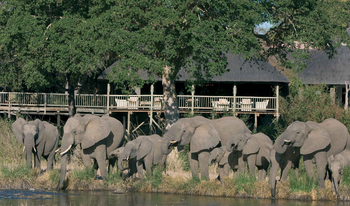 Sabi Sabi Bush Lodge: Elefanten bei Wasserlauf am Nachmittag