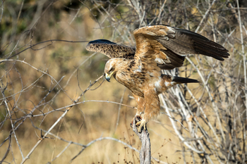 Savuti Camp Savuti Camp: Tawny Eagle