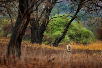 Sawai Vilas: Tiger unter Bäumen