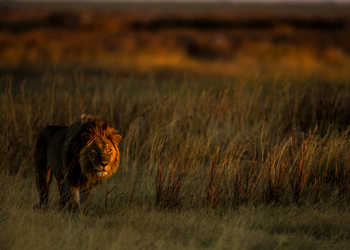 Selinda Camp Selinda Camp: Löwe im Abendlicht