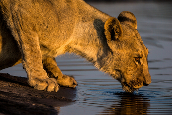 Selinda Explorers Camp Selinda Explorers Camp: Löwin am Wasser