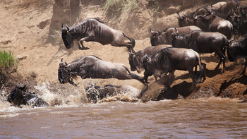 Serian Serengeti Lamai: Migration Crossing