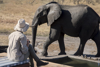 Somalisa Expeditions Camp: Elefant seitlich