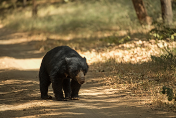 Sujan Sher Bagh: Lippenbär