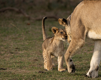 Sungani Lodge Sungani Lodge: Löwenbaby und Mama