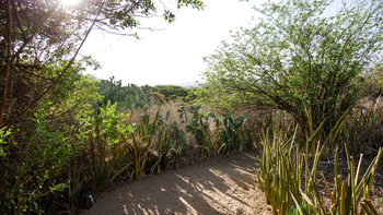 Tindiga Tented Camp: Dichte Vegetation bei Morgenlicht im Busch