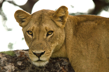 Tlouwana Camp Tlouwana Camp: Löwe