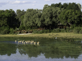 Tubu Tree Camp: Antilopenherde vor dem Camp