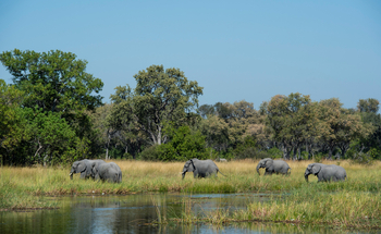 Tuludi Camp: Elefantenherde