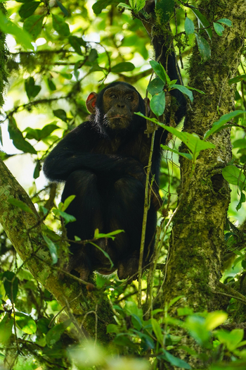 Volcanoes Kibale Lodge: Junger Schimpanse