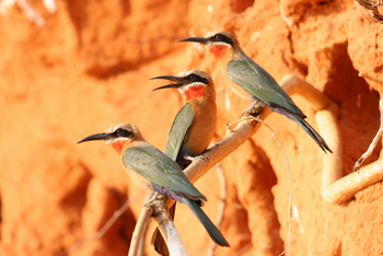 nXamaseri Island Lodge: White-fronted Bee-Eaters