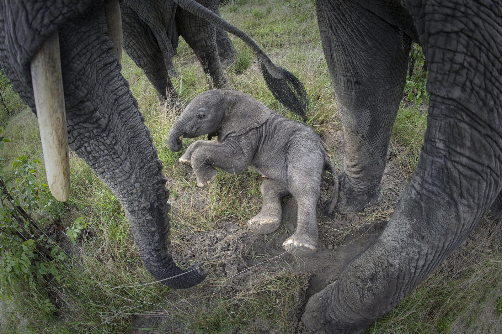Abu Camp: Baby-Elefant