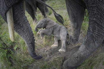 Abu Camp Abu Camp: Baby-Elefant
