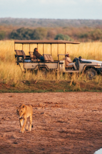 Anabezi Luxury Tented Camp: Löwe