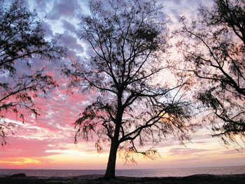 Astove Coral House: Landschaft