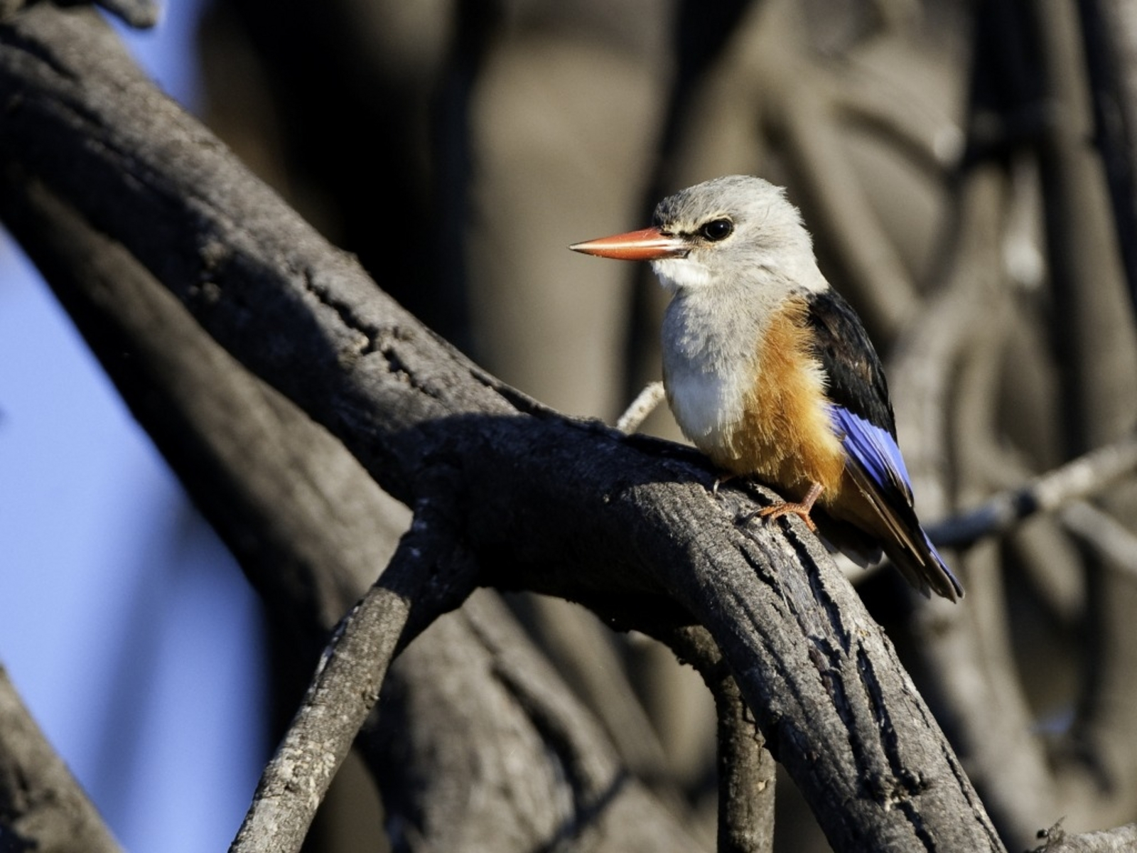 Savuti Camp Savuti Camp