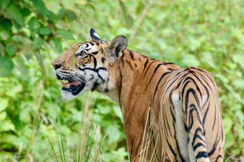 Bagh Villas: Neugieriger Tiger