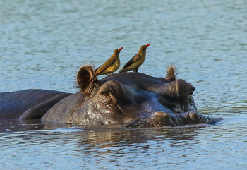 Bomani Tented Lodge Bomani Tented Lodge: Flusspferd mit Madenhackern