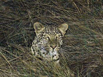 Busanga Bush Camp: Leopard im Gras