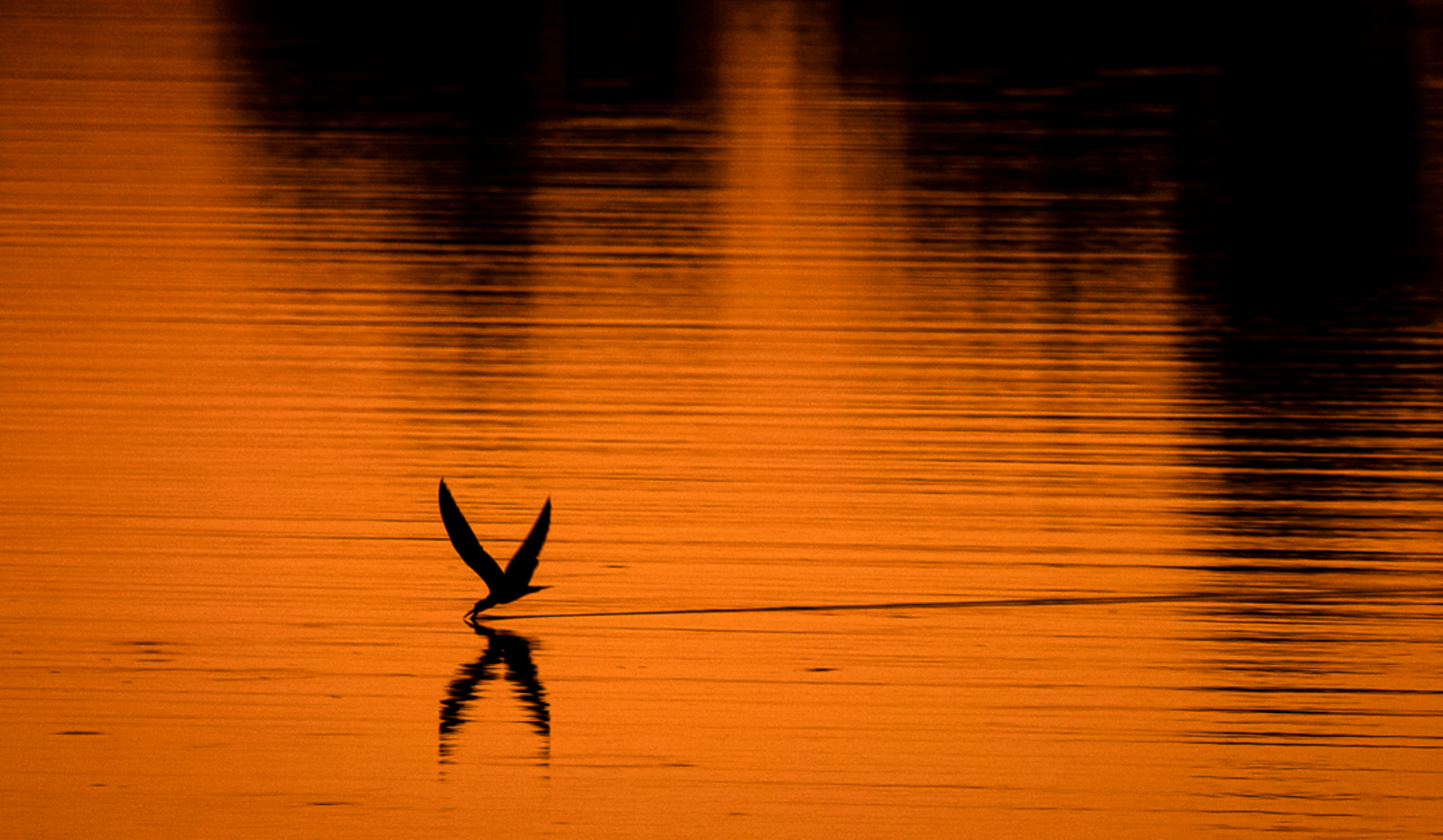 Bushcamp Company Bushcamp Company: African Skimmer