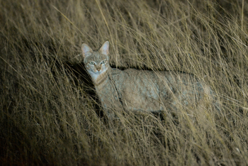 Camp Hwange: Afrikanische Wildkatze