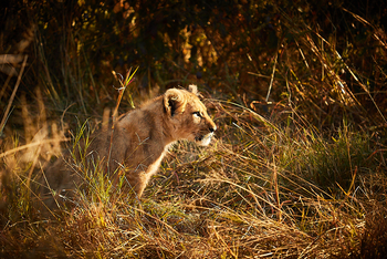 Camp Savuti: Junger Löwe