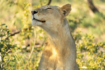 Cheetah Plains: Löwin