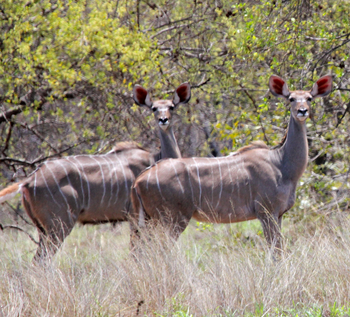 Chilo Gorge Safari Lodge: Kuduweibchen