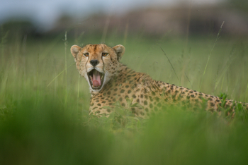 Esirai Camp: Gähnender Gepard