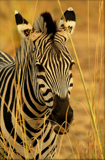 Goliath Tented Camp Goliath Tented Camp: Zebra