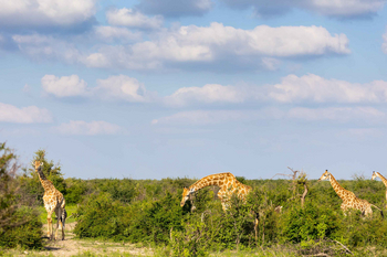 Jamala Madikwe: Giraffen unter blauem Himmel
