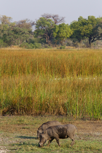 Kanana Camp: Warzenschweine