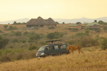 Kasenyi Safari Camp: Löwin