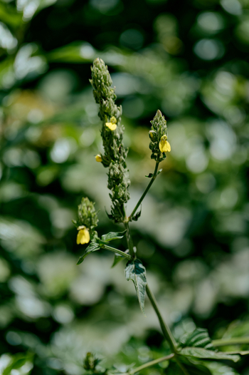Koroi Forest Camp: Königskerze