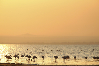 Lemala Manyara: Flamingos