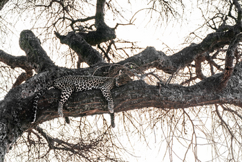 Lemala Mpingo Ridge Lodge: Leopard im Baum