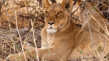 Lianshulu Lodge Lianshulu Lodge: Löwin