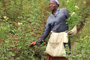 Loldia House: Rosenpflückerin