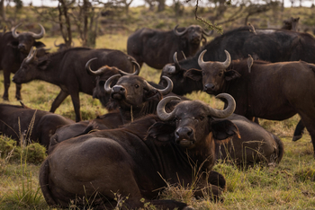 Mahali Mzuri: Büffel
