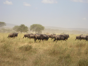 Mara River Post Mara River Post: Gnus
