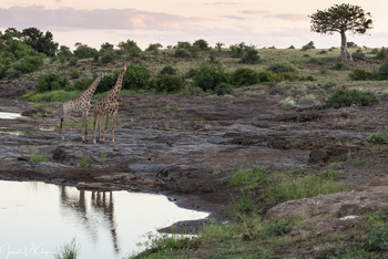 Mashatu Game Reserve: Hammerkop Crossing