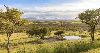 Melia Serengeti Lodge: Wasserloch