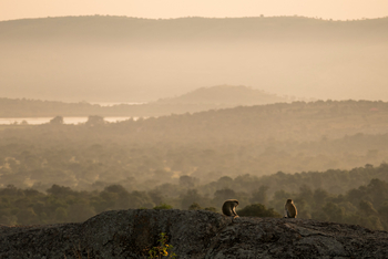 Mihingo Lodge: Affenfelsen