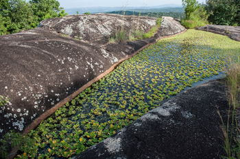 Mihingo Lodge: Rock Pool