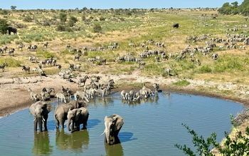 Moela Safari Lodge Moela Safari Lodge: Zebraherden