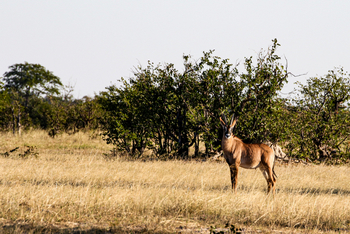 Muddy Teak Camp: Pferdeantilope
