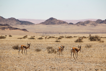 Namib Outpost: Springböcke im Grasland
