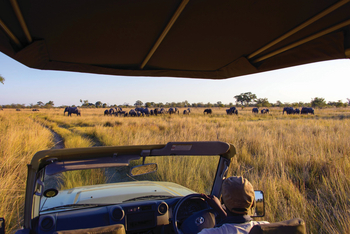 Namushasha River Lodge: Elefantenherde