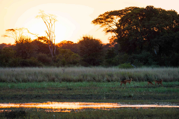 Ntemwa Busanga Bushcamp Ntemwa Busanga Bushcamp: Landschaft