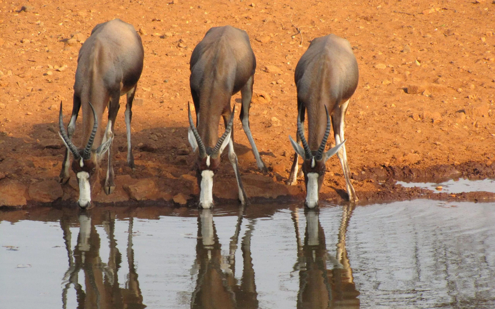 Okutala Lodge Okutala Lodge: Blessböcke